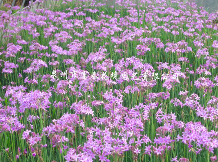 紫娇花  