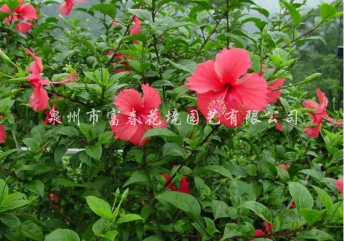 中国蔷薇