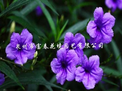 翠芦莉（紫花）