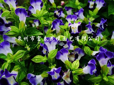 夏瑾•紫蓝 