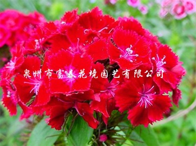 香石竹红花